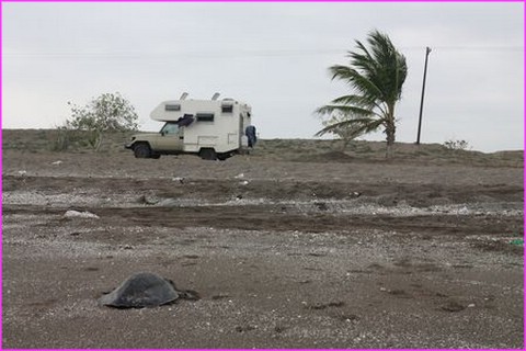 Oh oh du camping-car : Please help me ... et on a aid cette pauvre tortue chou et mal en point ... et elle est repartie ragaillardie