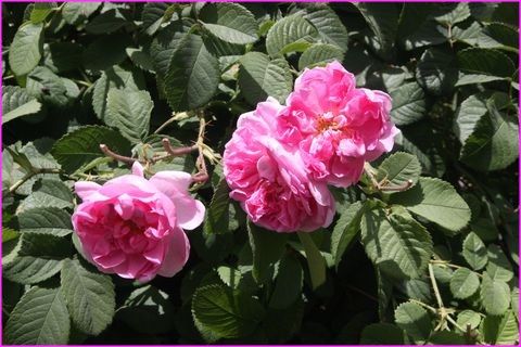 Belles roses d'Al Ayn vers Al Jabar al Akhdar qui servent  faire ...l'eau de rose