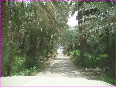 ... autant les oasis peuvent tre luxuriantes