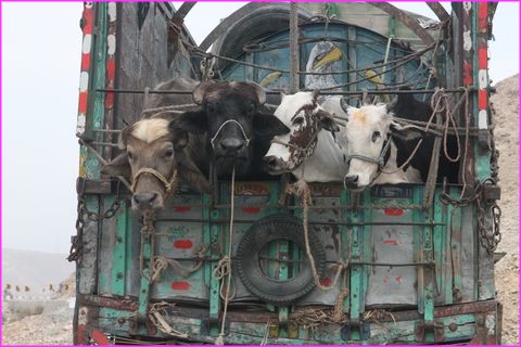 Je sens que je vais �tre malade avec tous ces virages !