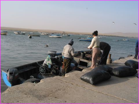 Arrive des pcheurs  la playa de Lagunillas, au Parc National de Paracas