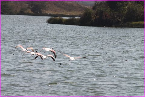 Bel envol de flamands