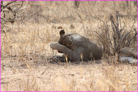 ... enfin, les yeux lui piquent un peu de sommeil � elle aussi