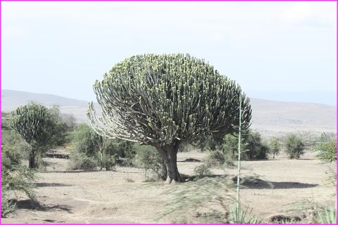 Bel arbre cactus
