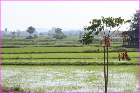 Les rizi�res offrent toujours de beaux paysages aux couleurs tendres
