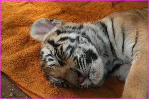 Que je suis bien .......