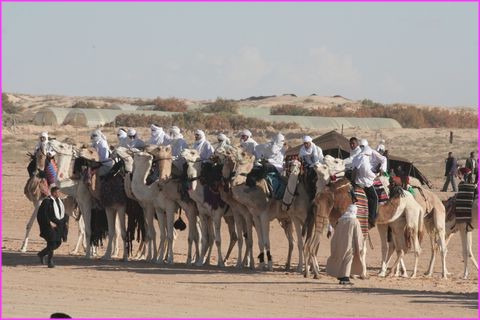 Bel ensemble de Dromadaires au Festival du Sahara de Douz