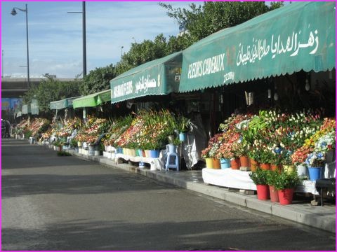 Beaux tals de fleurs  Tunis