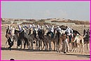 Bel ensemble de Dromadaires au Festival du Sahara de Douz