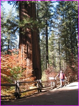 Un squoia gant comme il y en a quelques uns dans Yosemite