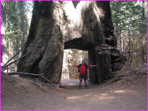 Feu le sequoia super gant qui prit il y a quelques annes