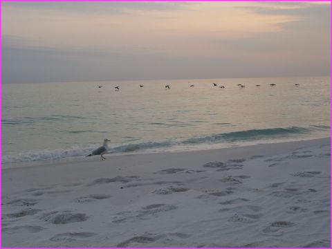 Sur une belle plage de Floride : mouette qui pose et canards qui passent