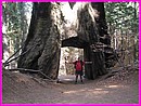 Feu le sequoia super gant qui prit il y a quelques annes