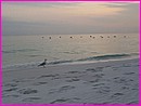 Sur une belle plage de Floride : mouette qui pose et canards qui passent