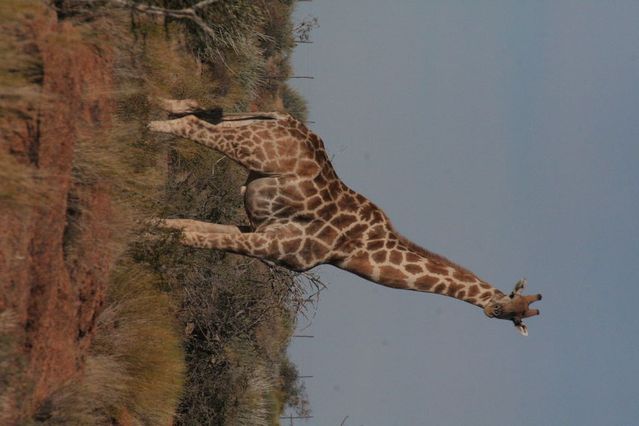 a_girafe_1.JPG