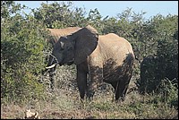 ... mon frère vous a déjà prevenu alors mèffi ! (Elephant vu à Addo Elephant National Park, Afrique du Sud)