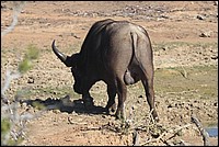 Y'en a qui doutaient de mon sexe : je suis un homme ..... quoi de plus naturel en somme (Buffle vu au Addo Elephant National Park, Afrique du Sud)