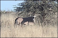 Je m'apelle Oryx et je suis de la famile des gazelles (Oryx vu au Kgalagadi Transfrontier National Park, Afrique du Sud) 