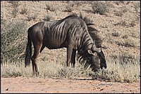 Gnou je suis, gnou je finirai... dans la panse du Lion (Gnou vu au Kgalagadi Transfrontier National Park, Afrique du Sud) 