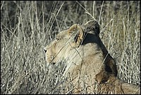 ... et mon meilleur profil (Lionne vue au Kgalagadi Transfrontier National Park, Afrique du Sud) 