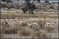 Restons groupir, un Lion est peut-tre par l (Springboks vus  Augrabies Falls National Park, Afrique du Sud)
