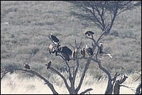 Attendons que le Matre ait fini de se goinfrer et on raclera les fonds de ctelettes (Vautours vus au Kgalagadi Transfrontier National Park, Afrique du Sud) 