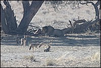 Le Matre en plein repas, observ par des kyrielles de Chacals vus au Kgalagadi Transfrontier National Park, Afrique du Sud) 