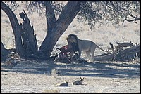 Il faut bien la gagner sa crote d'Oryx ! (Lion vu au Kgalagadi Transfrontier National Park, Afrique du Sud) 