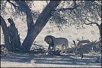 Encore un petit peu .... (Lion vu au Kgalagadi Transfrontier National Park, Afrique du Sud) 