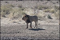 Petite balade digestive, un petit rt ... (Lion vu au Kgalagadi Transfrontier National Park, Afrique du Sud) 