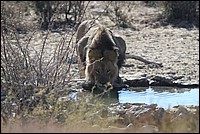 Et un petit gorgeon millsime 2009 (Lion vu au Kgalagadi Transfrontier National Park, Afrique du Sud) 