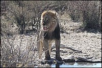 Nous voil fin prt et tout beau pour la sieste (Lion vu au Kgalagadi Transfrontier National Park, Afrique du Sud) 
