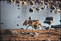 Je l'ai eu, je l'ai eu ! et je vais me faire un de ces gueuletons ! (Chacal - vu  Etosha Park, Namibie)