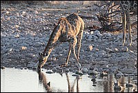 Gracieuse en train de boire (Girafe - vue  Etosha Park, Namibie)