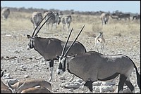 Beaux Oryx (vus  Etosha Park, Namibie)