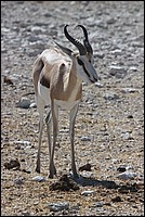 Beau jeune male Springbok (vu  Etosha Park, Namibie))