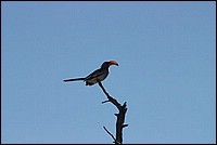 Du haut de mon perchoir, je mte ! (Hornbill -vu  Etosha Park, Namibie)