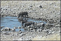 Belle famille (Phacochres - vus  Etosha Park, Namibie)