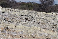 Mme de loin, je suis un des rois de la faune Africaine (Lopard - vu  Etosha Park, Namibie)