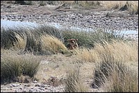 Je suis cache pour attendre ma prochaine proie (Lionne - vue  Etosha Park, Namibie)