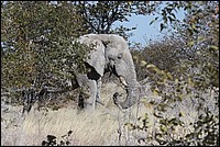 Je suis un vieux solitaire (lEphant - vu  Etosha Park, Namibie)