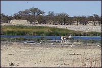 Springbok dans un beau dcors (vu  Etosha Park, Namibie))
