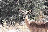 Belle, c'est tout ! (Impala - vue  Etosha Park, Namibie)