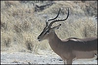 ... et Monsieur, lui aussi beau, c'est tout ! (Impala  vu  Etosha Park, Namibie)