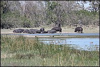 Quand les hippopotames font la sieste (vus  Etosha Park, Namibie)
