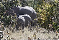 Joli lphanteau avec sont grand frre et sa maman. Pas effray par notre Prosper qui passe  quelques mtres ! (vus  Etosha Park, Namibie)