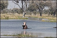J'en ai marre d'avoir les fesses dans l'eau ! (Hippopotame - vu au parc Moremi, Botswana)