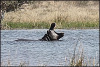 ... moi aussi (Hippopotame - vu au parc Moremi, Botswana)
