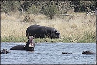 Et l'autre qui nous nargue sur la berge ! (Hippopotames - vus au parc Moremi, Botswana)