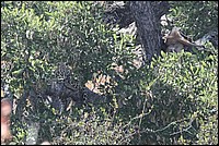 Regardez bien :  gauche un Lopard rassasi .... de l'impala qui est sur la branche  droite (Lopard - vu au parc Kruger, Afrique du Sud)